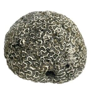 Huge  Brain Coral Exceptionally Large Fossil Specimen ~9.7 lbs